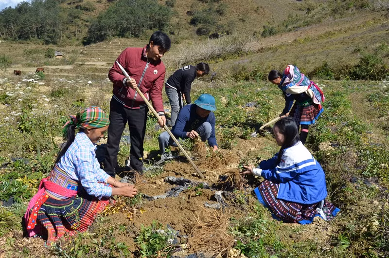 Phát huy hiệu quả sau đào tạo nghề cho lao động nông thôn ở Sìn Hồ -0