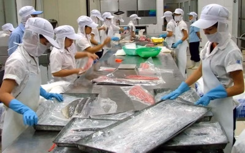 Nhiều triển vọng cho nghề khai thác cá ngừ đại dương -0