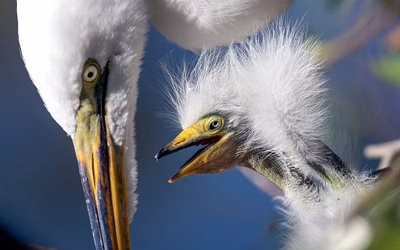 Những bức ảnh ấn tượng về động vật hoang dã