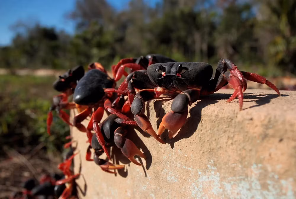 Những bức ảnh ấn tượng về động vật hoang dã -0