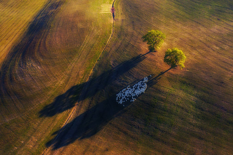 Trò chơi đuổi bóng tại Tuscany, Italy. (Tác giả: Marek Biegalski) 11.jpg -2