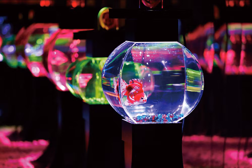 Huyền bí sắc màu Art Aquarium ở thủ đô Tokyo -0