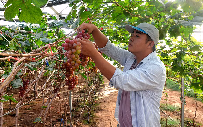 Phát triển nông nghiệp công nghệ cao theo hướng bền vững -0