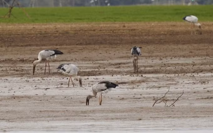 Chim giang sen xuất hiện ở hồ Trị An.