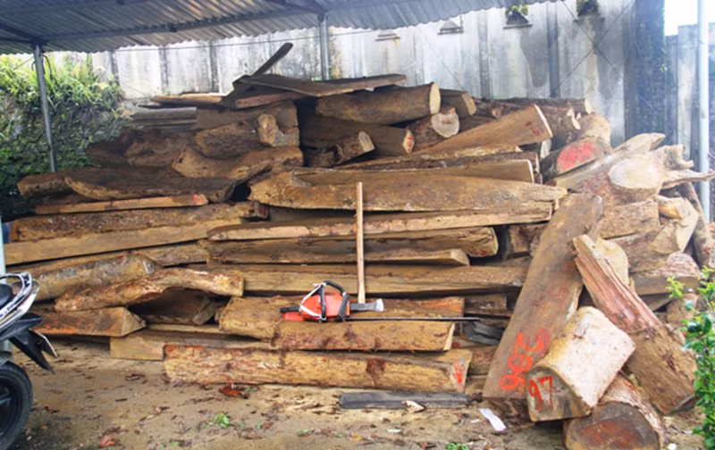 Khởi tố hai đối tượng chặt phá rừng phòng hộ ở Lào Cai -0