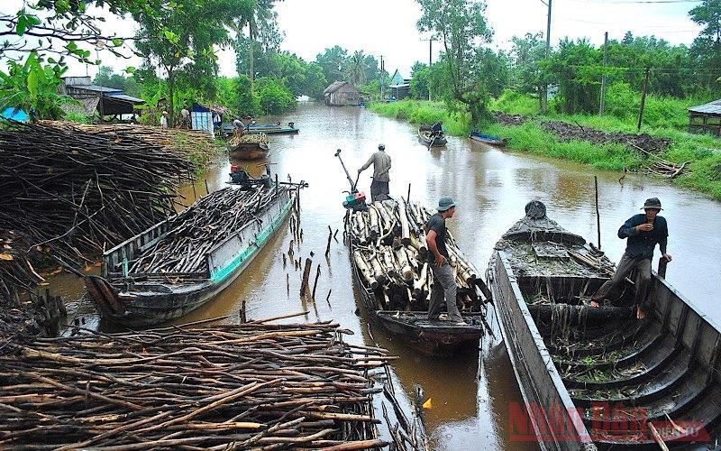 Cà Mau cần có nhà máy chế biến lâm sản lớn để giảm áp lực vận chuyển xa, đội thêm chi phí. (ảnh tư liệu 2018). Tìm hướng đi cho lâm sản Cà Mau -0