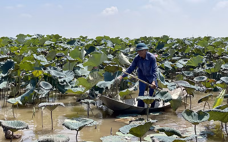 Mô hình trồng sen Nhật Bản cho thu nhập cao ở xã Nam Triều, huyện Phú Xuyên (Hà Nội).