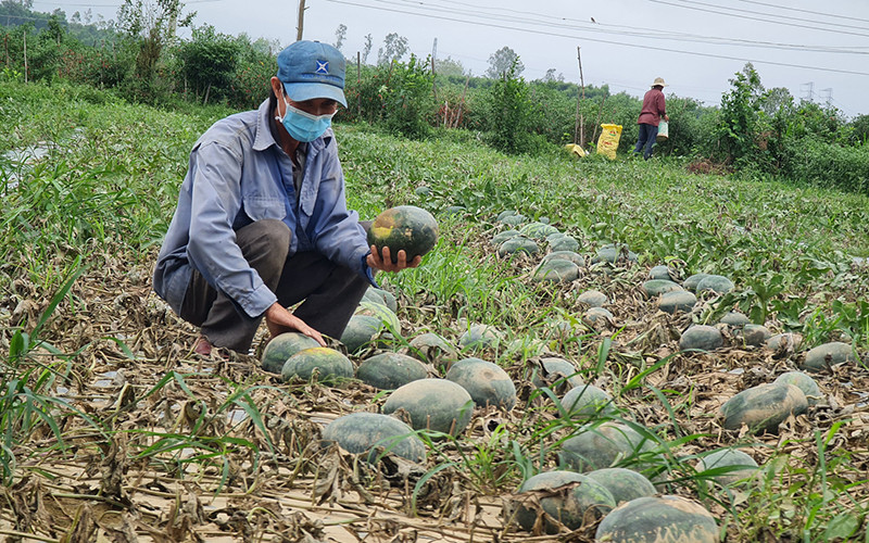 Đợt mưa lớn bất thường vừa qua khiến nhiều ruộng dưa hấu của nông dân Quảng Ngãi hư hại hoàn toàn. Quảng Ngãi đề nghị hỗ trợ khẩn cấp giống lúa, rau để khôi phục sản xuất -0