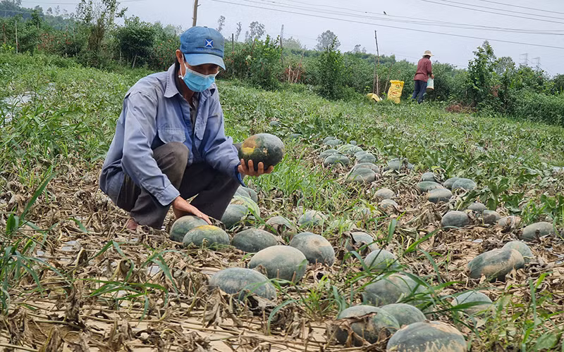 Quảng Ngãi đề nghị hỗ trợ khẩn cấp giống lúa, rau để khôi phục sản xuất -0