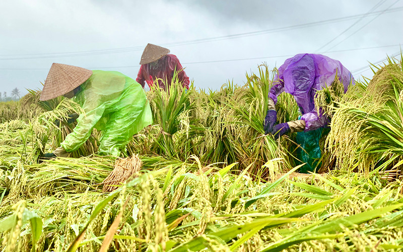 Nông dân Quảng Ngãi cứu lúa đông xuân 2021-2022 bị đổ ngã nhằm hạn chế thiệt hại. Quảng Ngãi đề nghị hỗ trợ khẩn cấp giống lúa, rau để khôi phục sản xuất -0