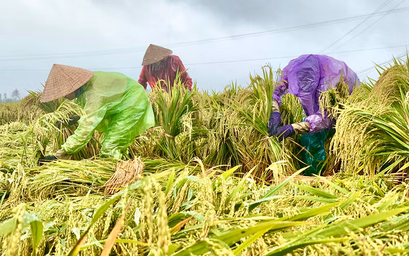 Quảng Ngãi đề nghị hỗ trợ khẩn cấp giống lúa, rau để khôi phục sản xuất -0