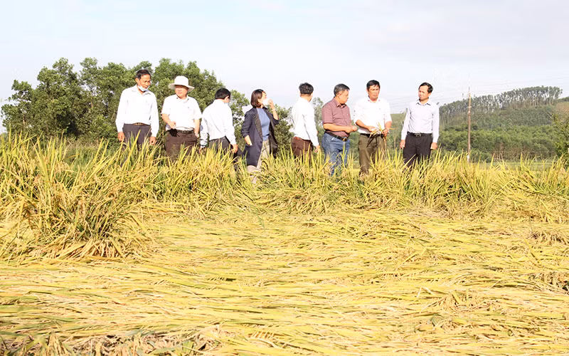Lãnh đạo Cục Trồng trọt (Bộ Nông nghiệp và Phát triển nông thôn) và Sở Nông nghiệp và Phát triển nông thôn tỉnh Quảng Ngãi kiểm tra lúa bị đổ ngã ở huyện Sơn Tịnh.