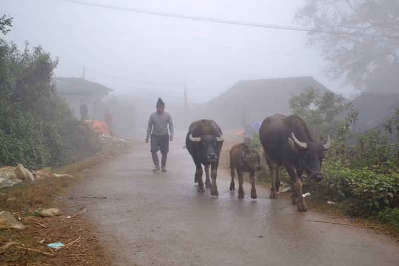 Người dân di chuyển trâu xuống vùng thấp tránh rét.