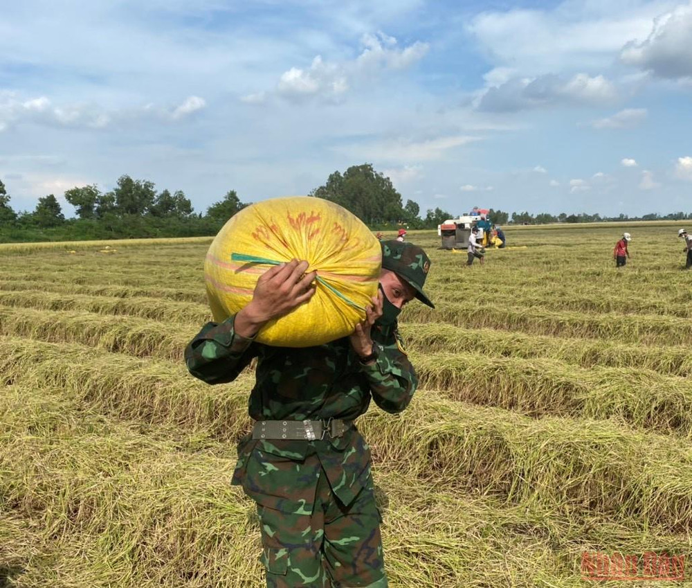 Các chiến sĩ vận chuyển nông sản hỗ trợ nông dân. (Ảnh: THANH DŨNG) Quân đội giúp nông dân vận chuyển nông sản -0
