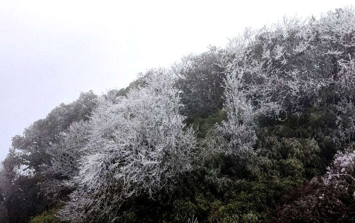 Băng giá phủ kín đỉnh núi Phja Oắc. (Ảnh: Hà Cương) (đề nghị ghép tin Mẫu Sơn) -0
