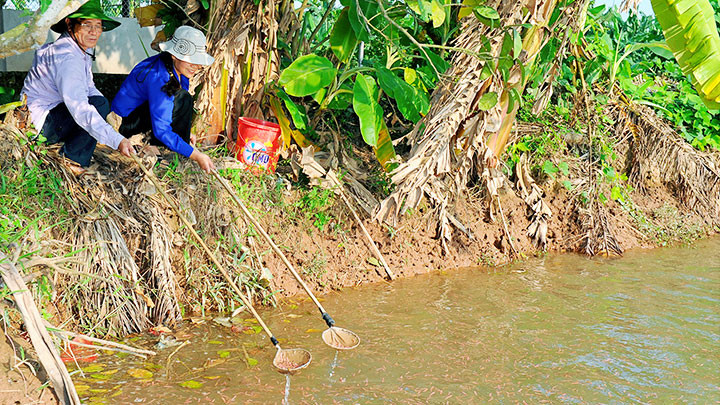 Cứ đến mùa là rươi lại nổi đầy mặt sông, đồng ruộng. Lộc trời ở đất Tứ Kỳ -0