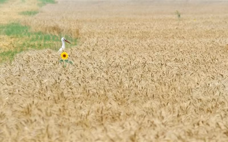 Một cánh đồng lúa mỳ ở làng Mala Dyvitsya, Ukraine. (Ảnh: AFP/TTXVN)