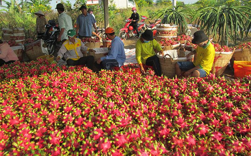 Thành viên trong Hiệp hội thanh long Long An thu hoạch trái chín bán cho Lavifood theo hợp đồng đã ký. Doanh nghiệp bao tiêu 3.500 tấn thanh long ruột đỏ ở Long An -0