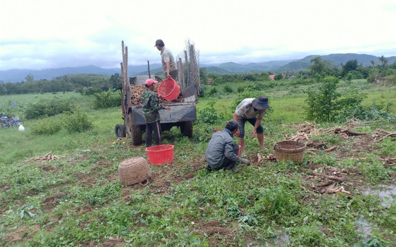 Sợ nước lũ ngập úng, người dân xã Xuân Quang 3, huyện Đồng Xuân, Phú Yên thu hoạch sắn chạy lũ. Nhiều nơi ngập sâu, huyện Đồng Xuân sẵn sàng phương án di dời dân -0