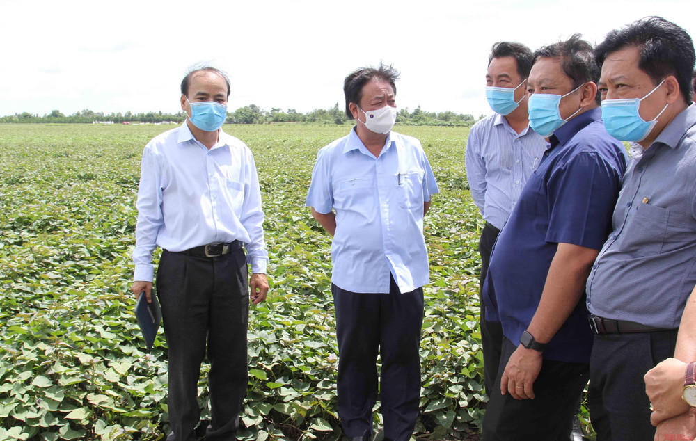 Bộ trưởng Nông nghiệp và Phát triển Nông thôn Lê Minh Hoan (thứ 2 từ trái qua) thăm vùng chuyên canh khoai lang ở Vĩnh Long. Kỳ 3: Thay đổi tư duy từ sản xuất nông nghiệp sang kinh tế nông nghiệp -0
