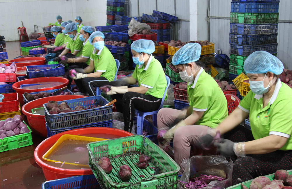 Các cơ sở thu mua, chế biến khoai lang ở huyện Bình Tân, tỉnh Vĩnh Long cũng tạm dừng hoạt động vì xuất khẩu gặp khó khâu lưu thông. Kỳ 2: Chung tay “giải cứu”, kết nối, hỗ trợ tiêu thụ nông sản -0