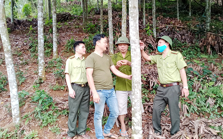 Gia đình anh Lý Ngọc Đình ở xóm Đồng Đình, xã Kim Phượng, huyện Định Hóa (Thái Nguyên) trồng được 15 ha quế.