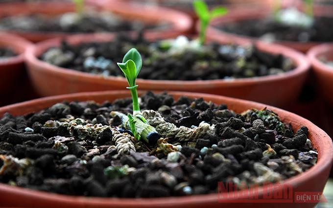 Keiki lan đột biến. Keiki lan đột biến.