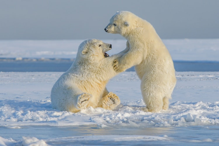 Gấu Bắc cực trẻ tại bắc Alaska. Ảnh: Unsplash. Gấu Bắc cực có thể bị tuyệt chủng vào năm 2100 -0