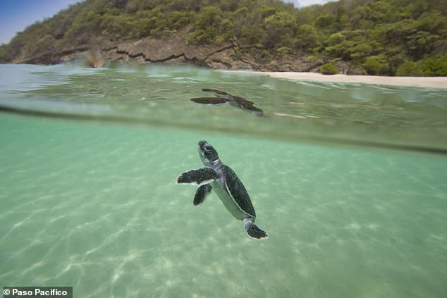 Rùa biển xanh nở tại Playa Brasilon, gần Ostional, Nicaragua. Trứng rùa giả in 3D giúp vạch trần đường dây bất hợp pháp -0