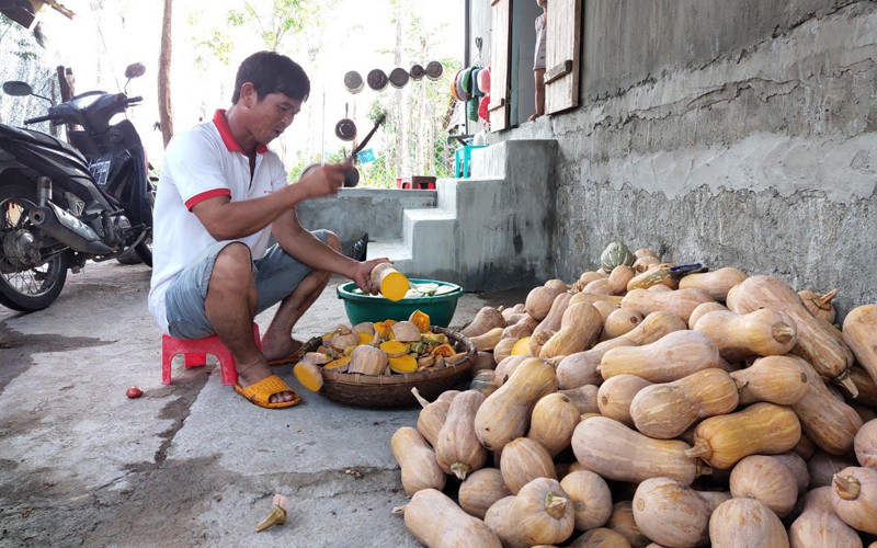 Bí không ai mua, ông Nguyễn Thu ở xã Hòa Hội, Phú Hòa, Phú Yên đành chặt nấu làm thức ăn cho gia súc. Không người mua, người trồng bí ở Hòa Hội gặp khó -0