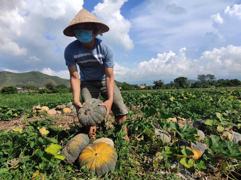 Gia đình ông Nguyễn Văn Nam xã Hòa Hội, huyện Phú Hòa vụ này đầu tư 100 triệu đồng, đang thu hoạch bí đỏ trên ruộng. Không người mua, người trồng bí ở Hòa Hội gặp khó -0