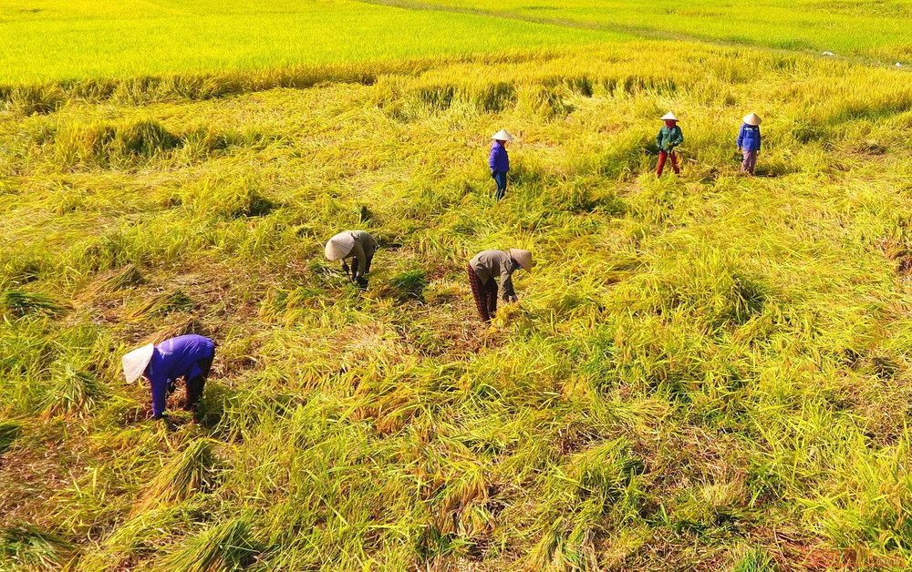 Những ruộng lúa bị giông lốc làm đổ sạp, người dân phải vất vả gặt thủ công. 8_mua_gat_anh_son-1621126653239.jpeg
