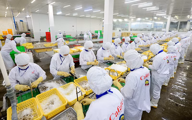 Chế biến thủy sản xuất khẩu ở Công ty CP Thủy sản Cafatex (Hậu Giang). (Ảnh TRẦN QUỐC)