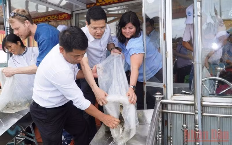 Lãnh đạo UBND tỉnh Thừa Thiên Huế cùng đại diện WWF Na Uy và WWF tại Việt Nam tiến hành thả cá để tái tạo nguồn lợi thủy sản. (Ảnh: CTV)