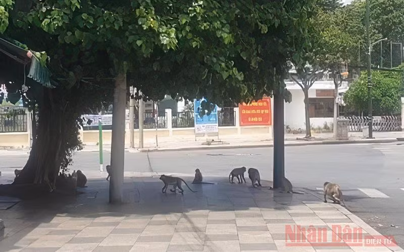 Sau 3 ngày giãn cách, khỉ, sóc tung tăng trên đường phố Vũng Tàu -2