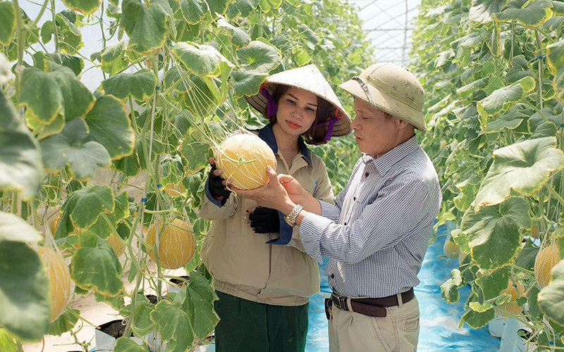 Mô hình trồng dưa lưới công nghệ cao tại xã Tiên Tiến, huyện Phù Cừ (Hưng Yên). Ảnh: M. NGỌC