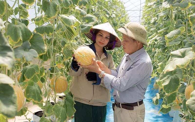 Mô hình trồng dưa lưới công nghệ cao tại xã Tiên Tiến, huyện Phù Cừ (Hưng Yên). Ảnh: M. NGỌC