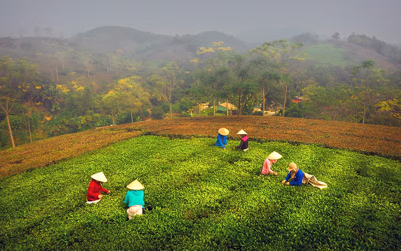 Các hộ dân thuộc HTX chè Văn Miếu, huyện Thanh Sơn thu hái chè búp tươi.