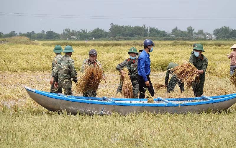 Bộ đội giúp dân thu hoạch lúa.