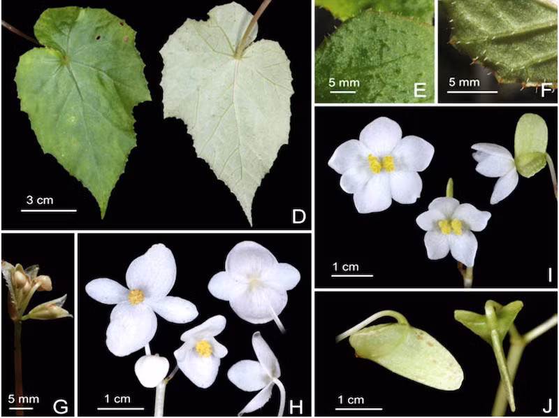 Công bố bốn loài thực vật mới có xuất xứ từ Vườn quốc gia Bidoup-Núi Bà -0