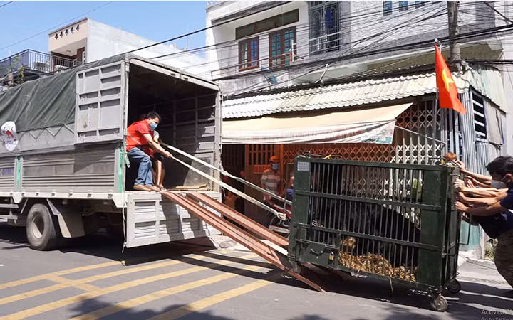 Vận chuyển gấu do người dân giao nộp về trung tâm chăm sóc, bảo tồn gấu.