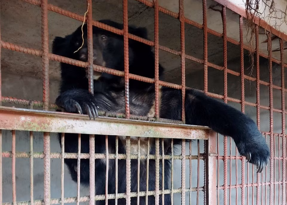 Cá thể gấu được tiếp nhận chuyển giao sáng 26/10 tại tỉnh Long An. (Ảnh: Chi cục Kiểm lâm tỉnh Long An).