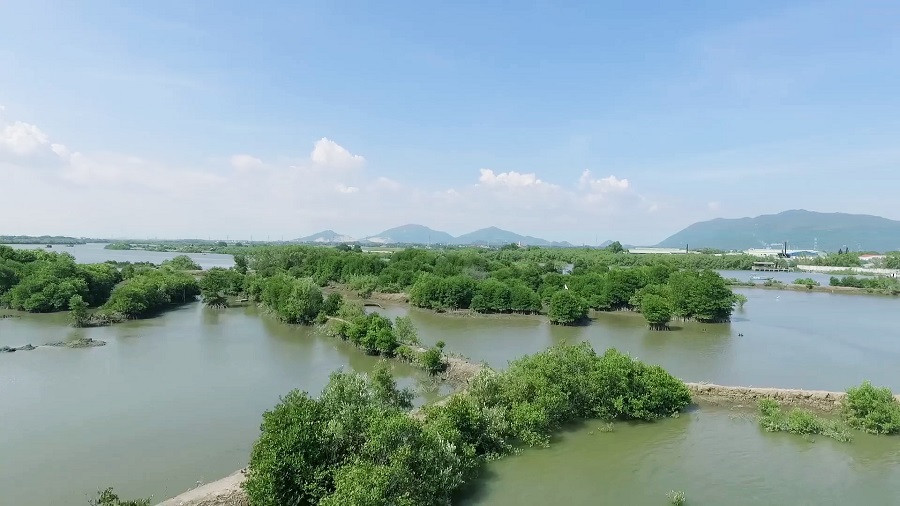 Mảng xanh đang dần hình thành từ những hàng đước non do Quỹ "Một triệu cây xanh cho Việt Nam" và Vinamilk trồng tại ven sông Chà Và, tỉnh Bà Rịa - Vũng Tàu. Trào lưu “phủ xanh” mạng xã hội và câu chuyện dễ thương đằng sau -0