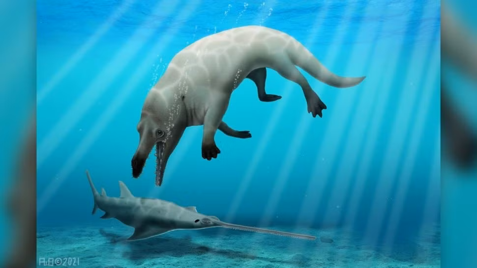 Hình ảnh minh họa về loài cá voi bốn chân sống cách đây hơn 43 triệu năm. (Ảnh: Robert W. Boessenecker)