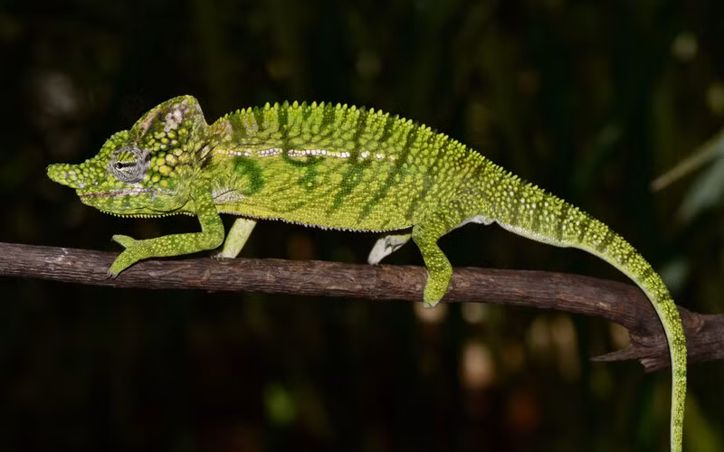 Phát hiện loài tắc kè hoa tuyệt chủng hơn một thế kỷ -0