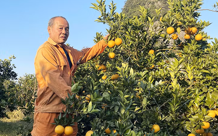 Người dân thị trấn Cao Phong thu hoạch cam.