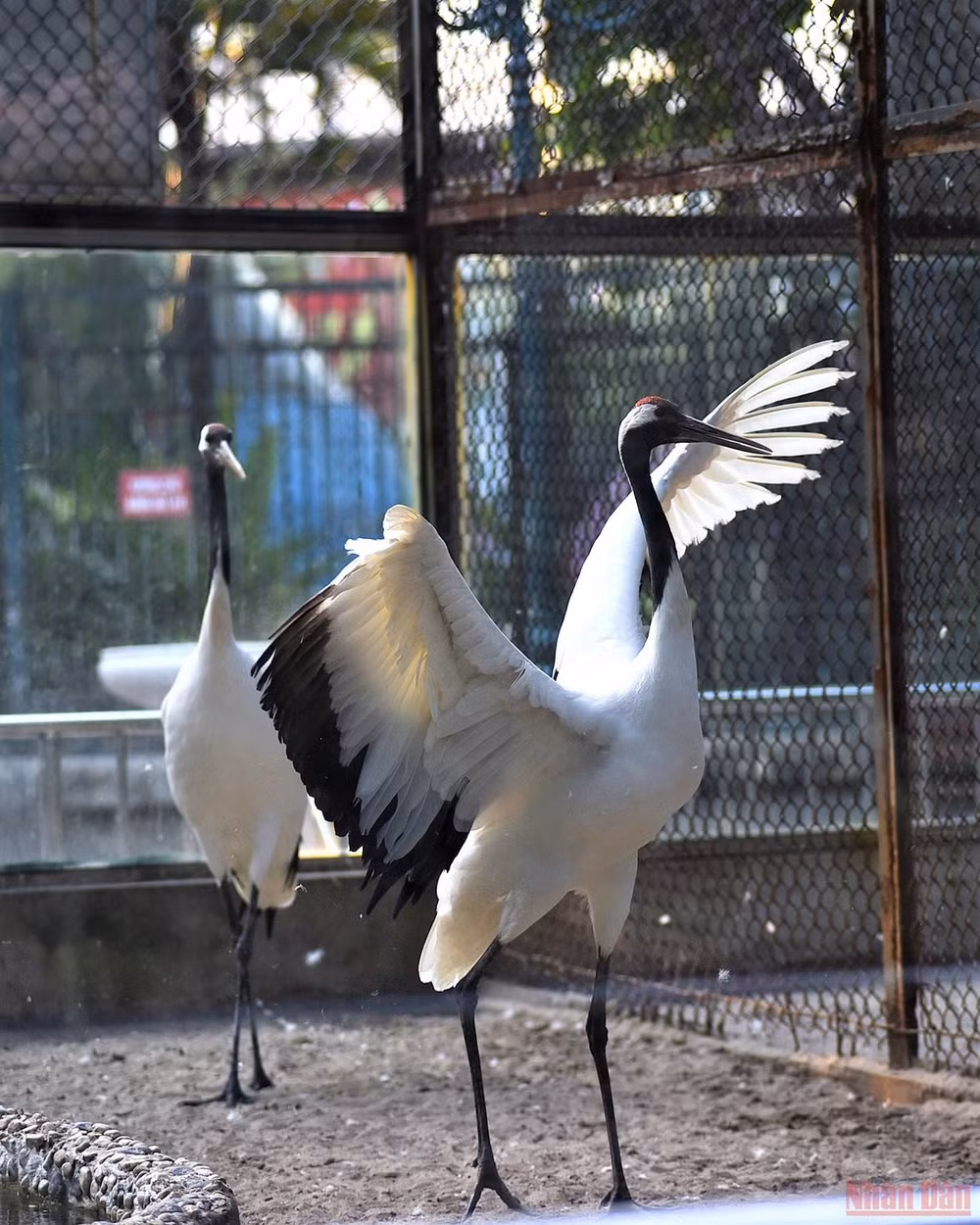 Bé vui khám phá thiên nhiên tại công viên Thủ Lệ sau giãn cách -0