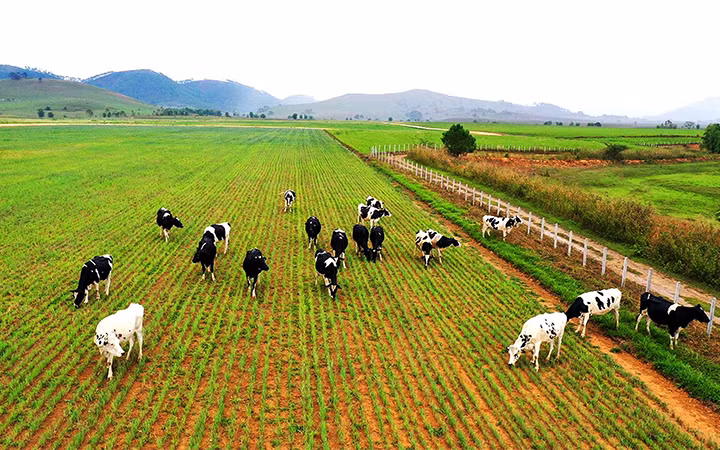 Dự án tổ hợp trang trại bò sữa được Vinamilk đầu tư tại cao nguyên Xiêng Khoảng (Lào). Ảnh: CTV