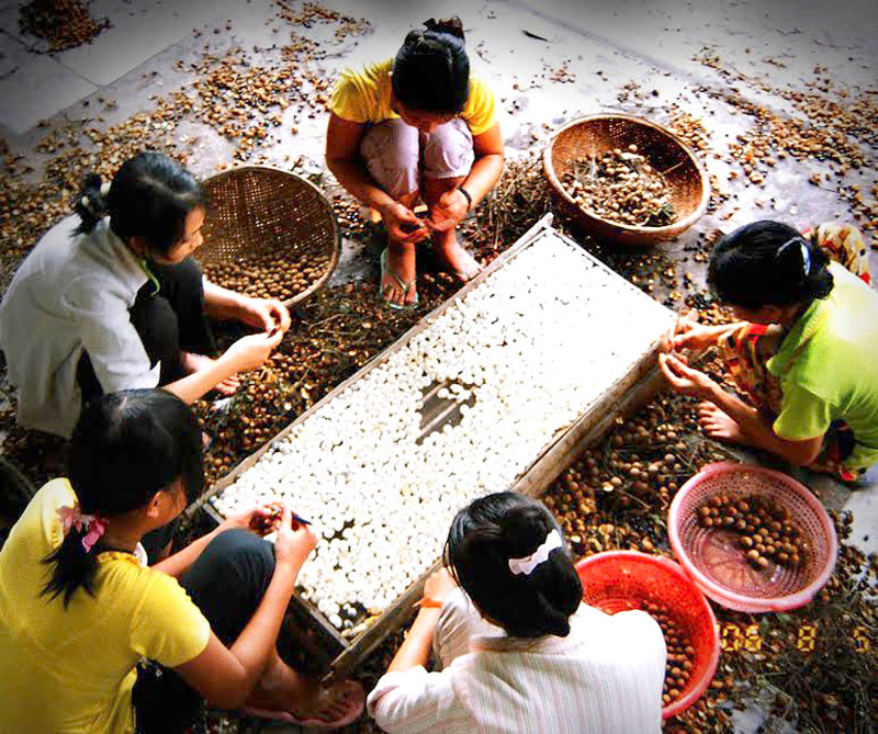 Chế biến làm long nhãn ở xã Hồng Nam, thành phố Hưng Yên. (Ảnh: PHẠM THÀNH) Nhiều giải pháp giúp nông dân tiêu thụ nhãn -0