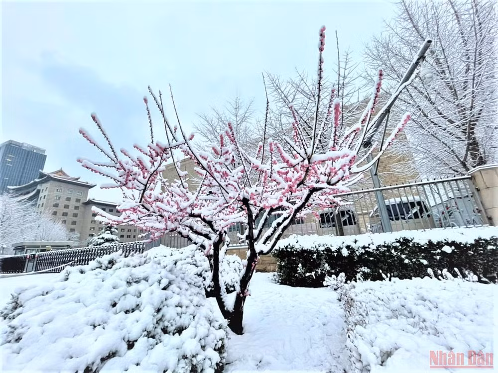 Đẹp nao lòng tuyết cuối mùa ở Bắc Kinh -0